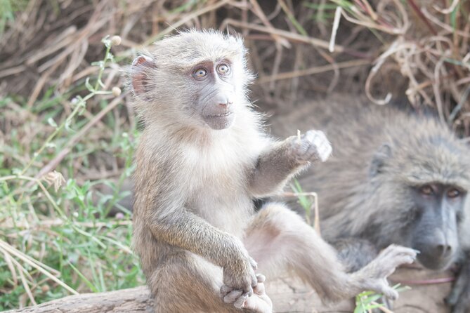 6-Day Private Camping Safari Tour From Kilimanjaro Airport - Meeting and Pickup Details