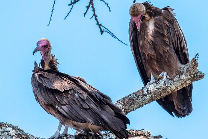 6-Day Private Midrange Tour in Arusha With Airport Pickup - Inclusions