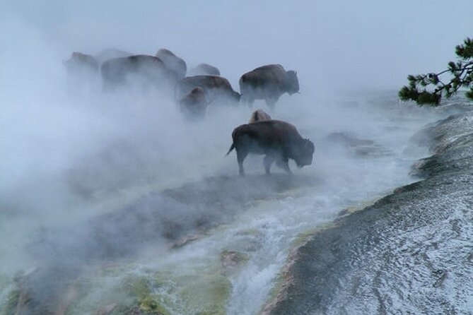 6-Day Tour of Yellowstone and Grand Teton Winter Adventure - Inclusions and Requirements