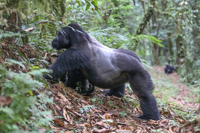 6-Day Uganda Gorilla Adventure (Fly-in) - Itinerary Highlights