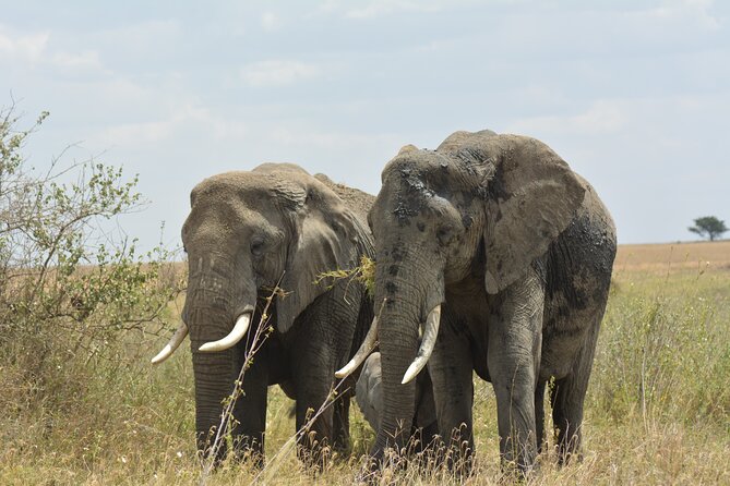 6 Days Big Five Tanzania Safari - Meeting and Pickup Details