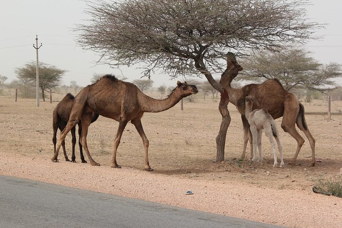 6 Days Golden Triangle Tour With Pushkar From Delhi - Itinerary Overview