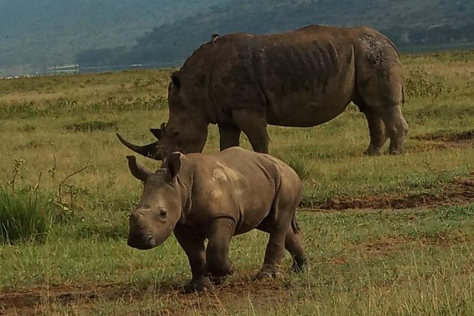 6 Days Maasai Mara - Nakuru - Amboseli Budget Group Safari. - Inclusions and Exclusions