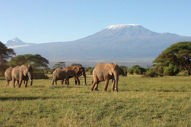 6 Days Masai Mara-Lake Nakuru & Amboseli Budget Safari - Included Experiences