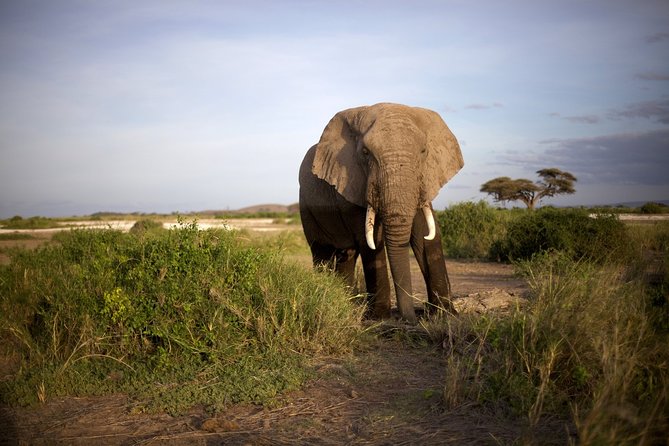 6 Days Masai Mara, Lake Nakuru & Amboseli-Ultimate Kenyan Safari - Accommodation and Dining Experiences