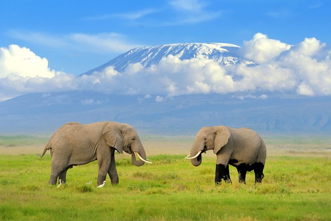 6 Days Masai Mara-Nakuru-Amboseli - Lodge Safari-Private 4X4 JEEP - Safari Inclusions