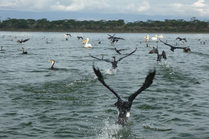 6 Days Safaris to Amboseli N/P, Lake Naivasha and Maasai Mara N/R. - Included Amenities