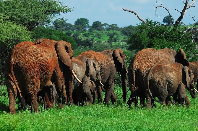 6 Days Tanzania Northern Circuit Safari - Pickup and Operating Hours