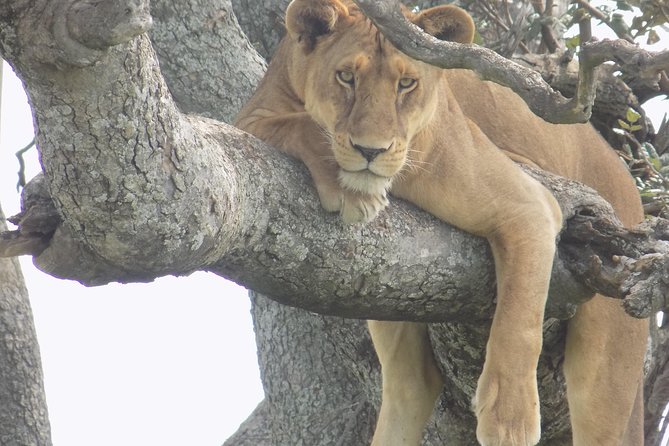 6 Days Tanzania Wildlife Safari Tour - Highlights of the Itinerary