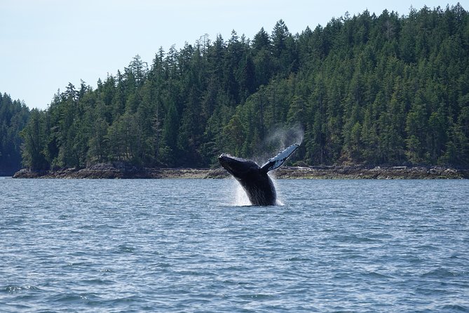6 Hour Covered Boat Whale Watching Tour - Experience Highlights