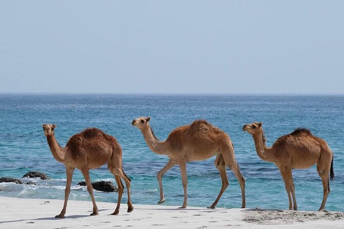 6 Hours Guided Salalah a Combination of East and West Tour - Scenic Highlights