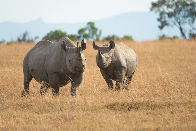 6 Hours Nairobi National Park and Giraffe Center Tour - Encountering Graceful Giraffes