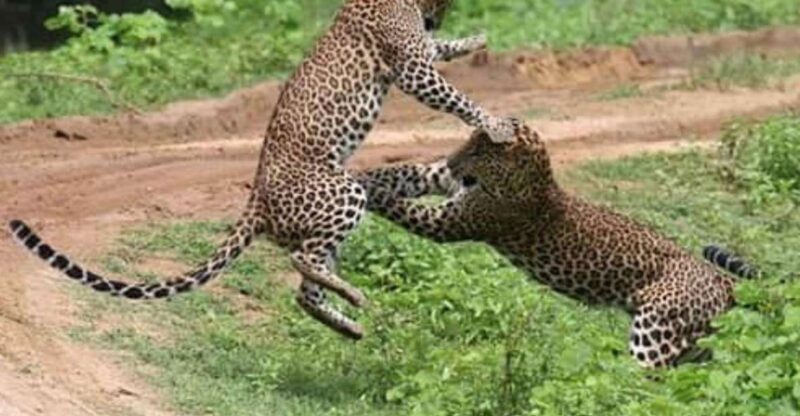 6 Nights 7 Days-Muslim Halal Tour With Yala National Park - Itinerary Highlights