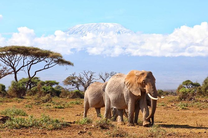 6days Masai Mara-Lake Nakuru via Lake Naivasha-Amboseli 4x4 Jeep Safari - Highlights of Maasai Mara National Reserve