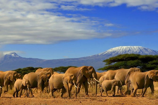 7-Day Amboseli, Naivaisha, Maasai Mara and Lake Nakuru National Parks - Pickup and Logistics