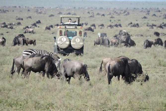 7-day Best of Tanzania Lodge Safari - Inclusions and Amenities