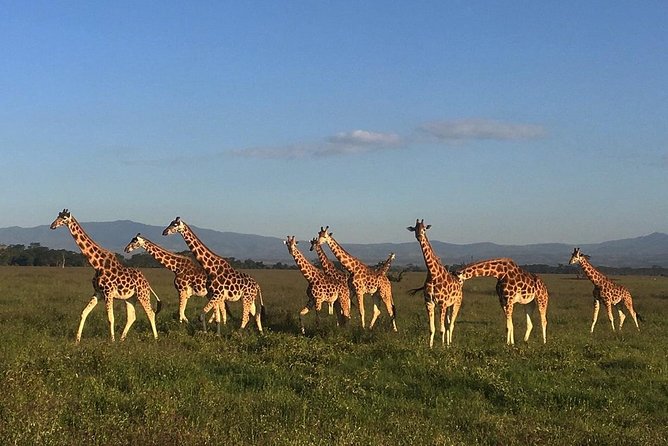 7 Day Masaai Mara, Lake Nakuru, Lake Naivasha / Hells Gate and Amboseli Safari - Included Experiences