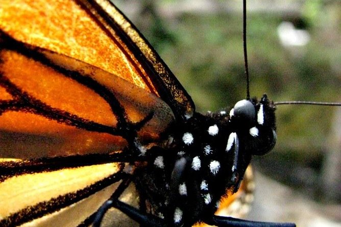7 Day-Monarch Butterfly Ecofriendly Tour in Mexico - Inclusions and Itinerary