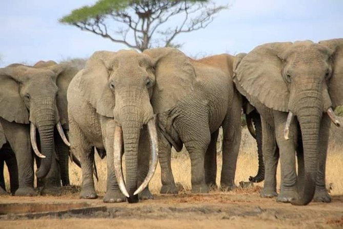 7-Day Private Safari to Amboseli National Park and Masai Mara - Discovering Masai Mara Landscapes