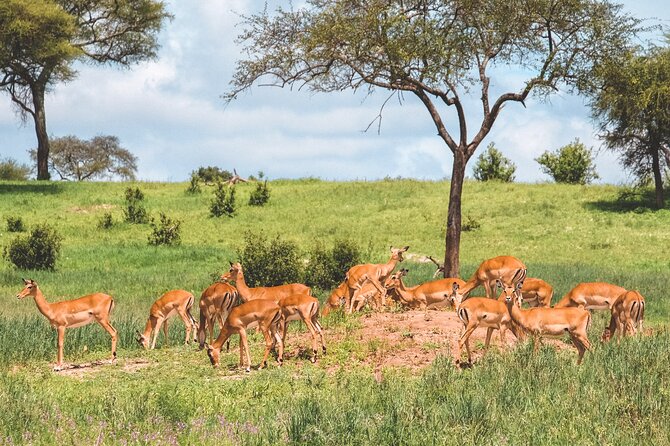 7-Day Tanzania Odyssey Safari- High End Tour - Meeting and Pickup Details