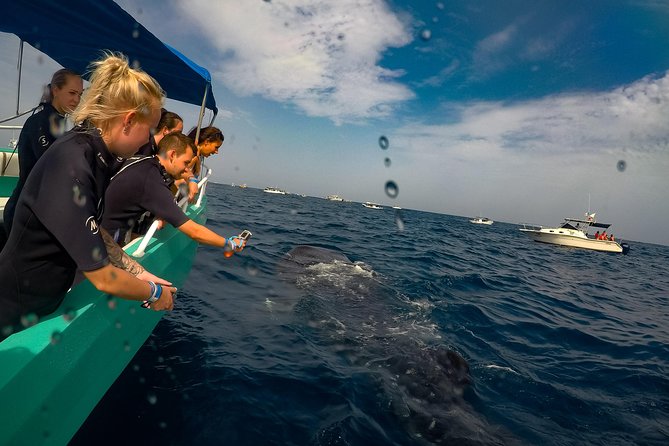 7 Day- Whale Shark Ecofriendly Tour in Cancun - Inclusions