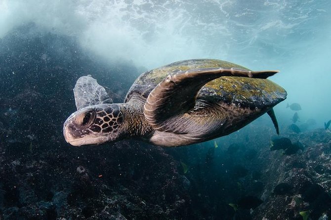 7 Days Diving and Hiking on the Galapagos Islands Tour - Meeting and Departure