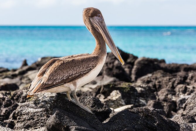 7-Days Galapagos Island Hopping Tour in Ecuador - Accommodations and Guide Services
