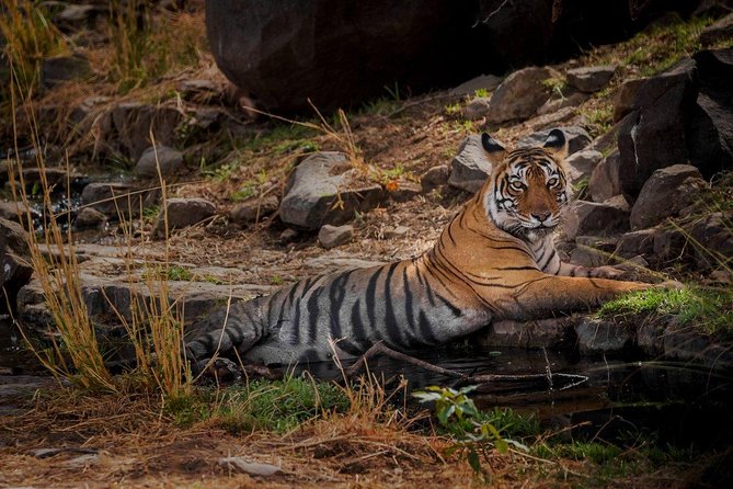 7 Days Golden Triangle Tour With Ranthambore: Delhi Agra Jaipur - Itinerary Highlights