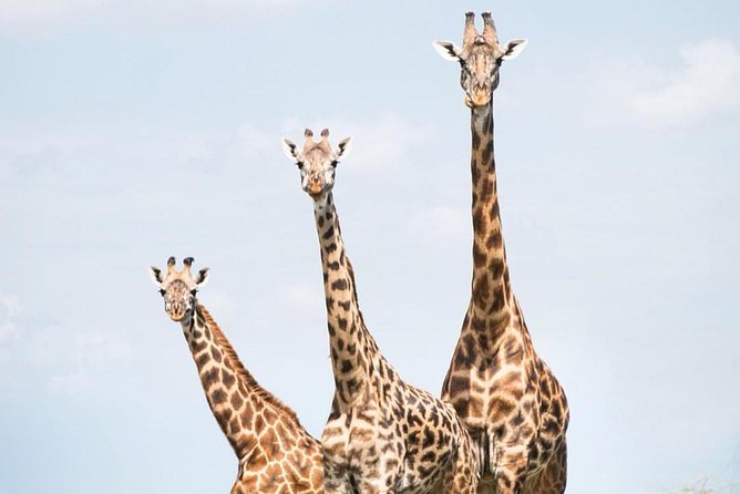 7 Days Great Migration Safari - Exploring Serengeti National Park