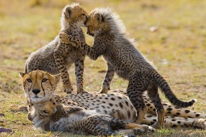 7 Days Maasai Mara National Park , Amboseli Parks and Nakuru Safaris - Lake Nakuru Safari