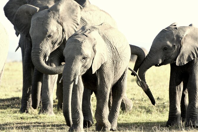 7 Days Masai Mara / Lake Nakuru / Lake Naivasha / Amboseli - Included Experiences