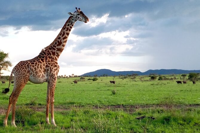 7 Days Mt Kilimanjaro,Tarangire NP, Ngorongoro, Serengeti NP, Lake Manyara NP - Pickup Information