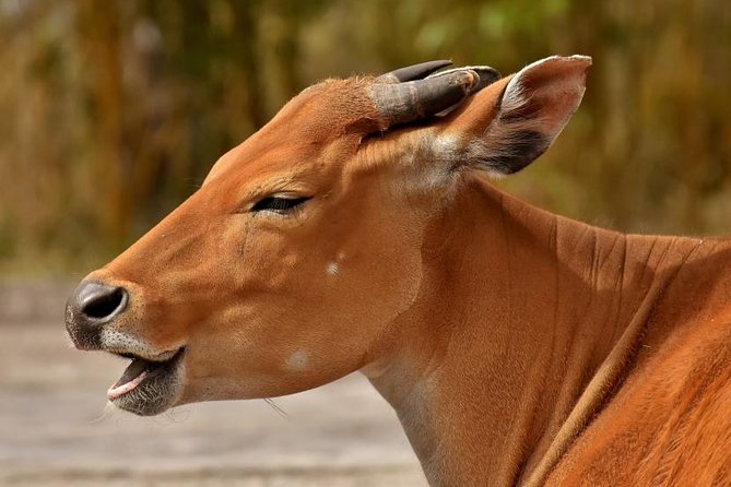 7 Days Tarangire, Serengeti, Ngorongoro & Manyara Camping Safari Tour Tanzania - Inclusions and Exclusions