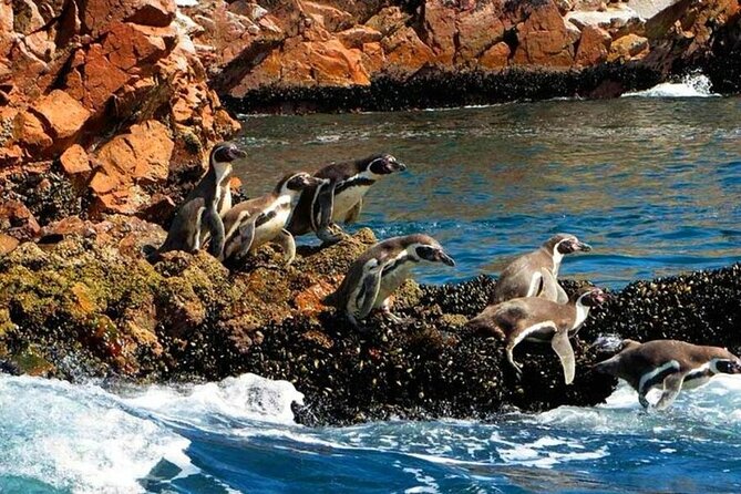 7 Days Tour to Ica, Ballestas Islands and Machupicchu in Lima - Pricing and Booking