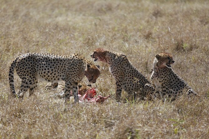 8 Day Masai Mara, Lake Nakuru, Lake Naivasha Amboseli Safari - Wildlife Highlights