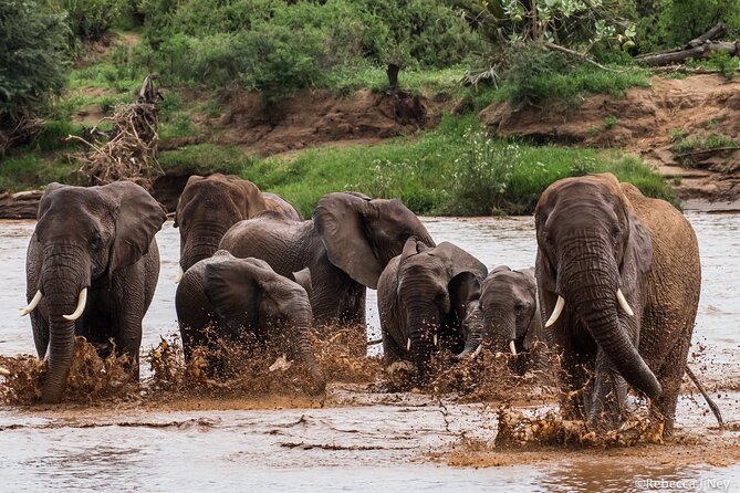 8 Days 7 Nights Kenyan Luxury Safari - Highlights of the Safari