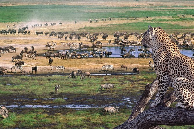 8 Days 7 Nights Tanzania Wildlife & Culture Lodge Safari - Serengeti National Park: The Iconic Wilderness