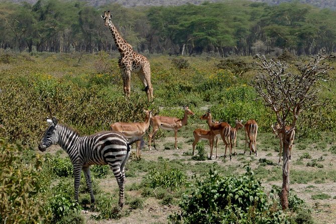 8 Days Amboseli Lake Nakuru Masai Mara Lake Naivasha Safari - Inclusions and Exclusions