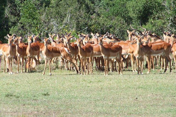 8 Days Kenya Highlights Safari Starting From Nairobi. - Safari Itinerary