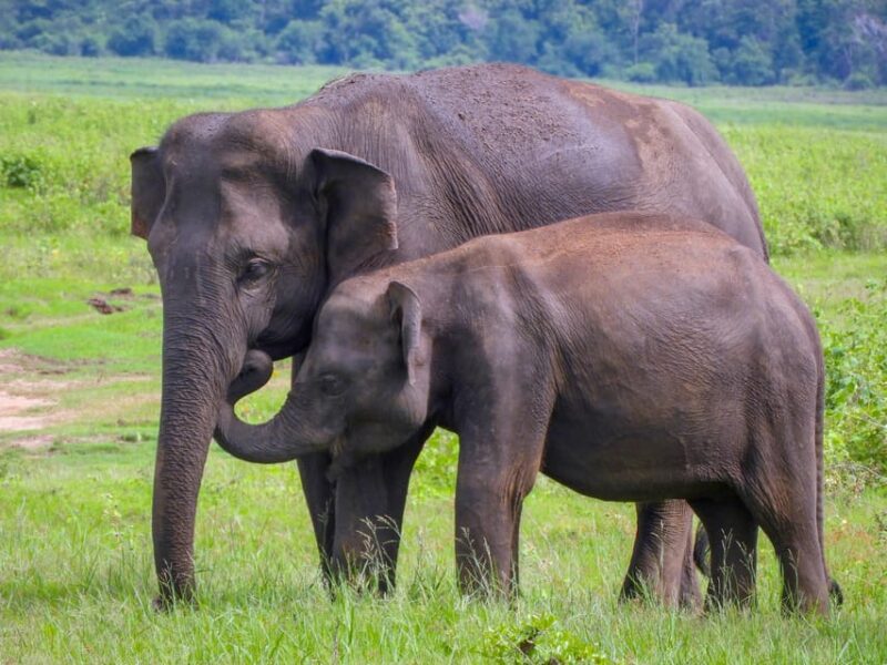 8 Days Sri Lanka Private Round Tours With H/B Accommodations - Itinerary Highlights
