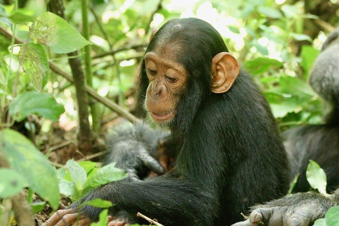 8 Days Uganda Primate & Wildlife Safari Tour - Inclusions and Exclusions