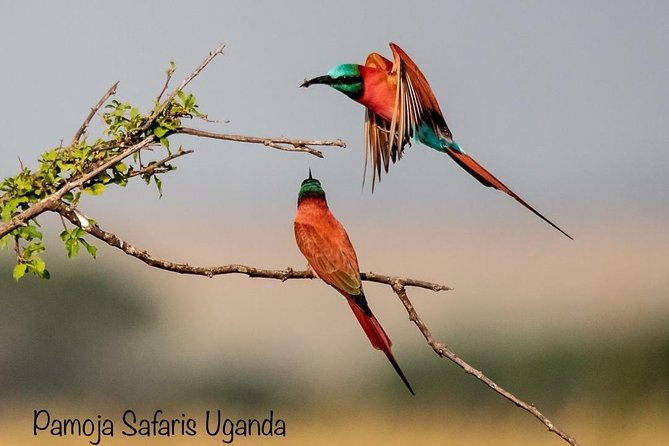 8 Days Uganda Primates Safari - Discovering Primates in Parks