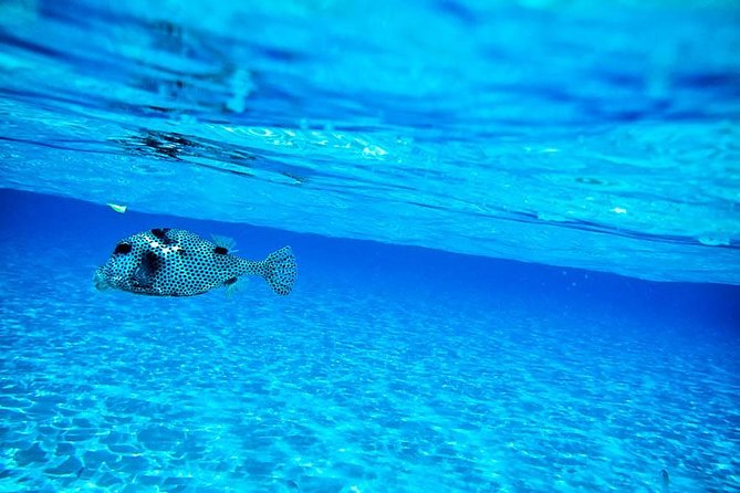 8-Hour Private 40 Yacht 2-Stop Tour to Palancar Beach W/ Food, Drinks & Snorkel - Meeting and Transportation