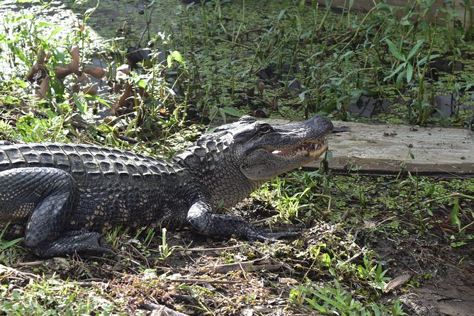 90-Minute Jean Lafitte Swamp and Bayou Tour With Transportation - Features of the Tour