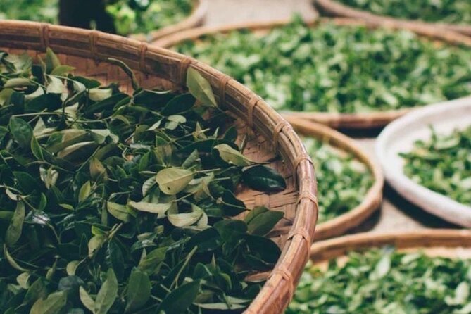 90minutes Tea Preparation and Tasting Experience in Como - Meeting and Pickup Details