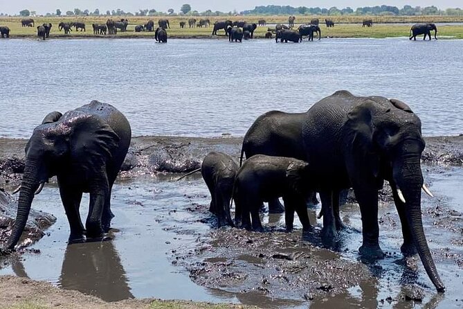 A Chobe Full Day Tour - Botwana - Morning Game Drive Experience