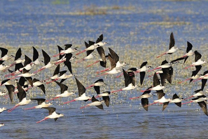 A Day Through the Doñana National Park and the Village of Rocio - Discovering the Village of Rocio