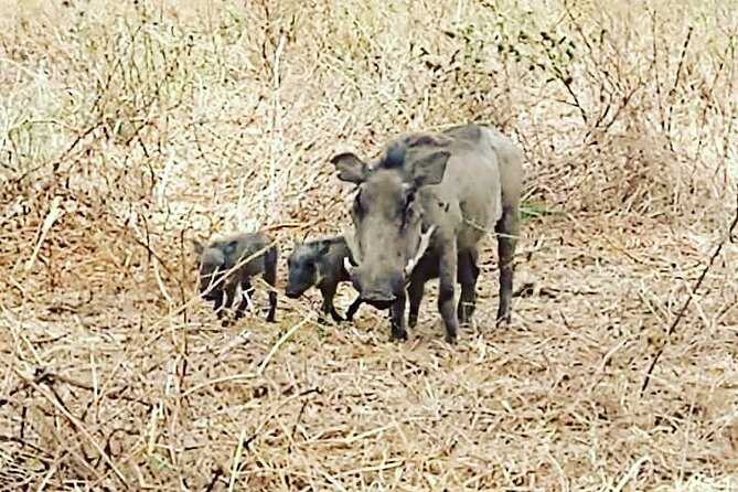 A Day Trip to Saadani National Park From Dar Es Salaam / Zanzibar - Inclusions and Pickup Information