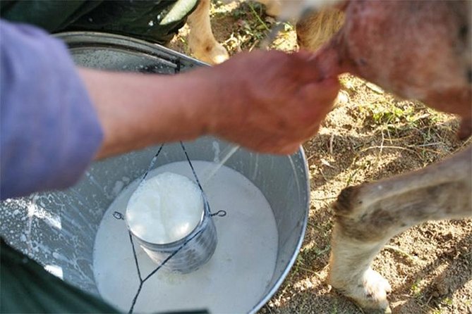 A Day With the Shepherd Milking Sheeps and Making Cheese in the National Park of Abruzzo - Meeting the Local Shepherd