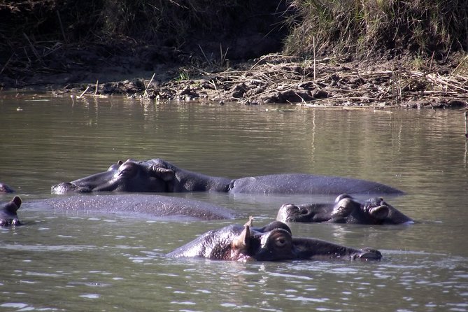 A Full Day Safari Tour to the Hluhluwe Imfolozi Big 5 Game Reserve - Spotting the Iconic Big Five